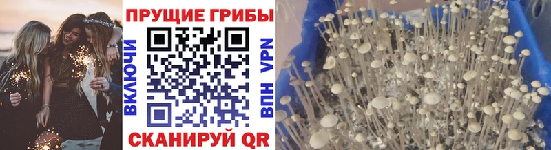Псилоцибиновые грибы GOLDEN TEACHER Волжский